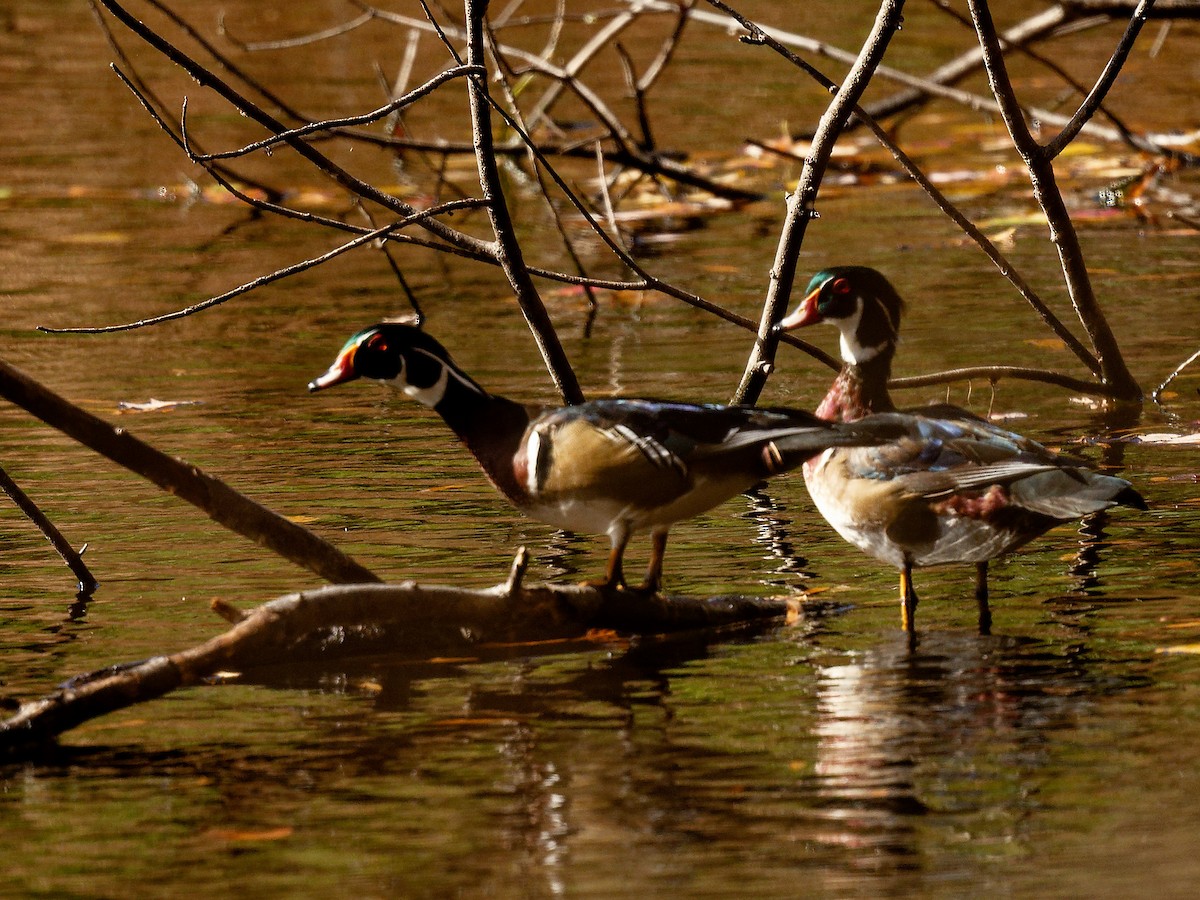 Wood Duck - ML644401491
