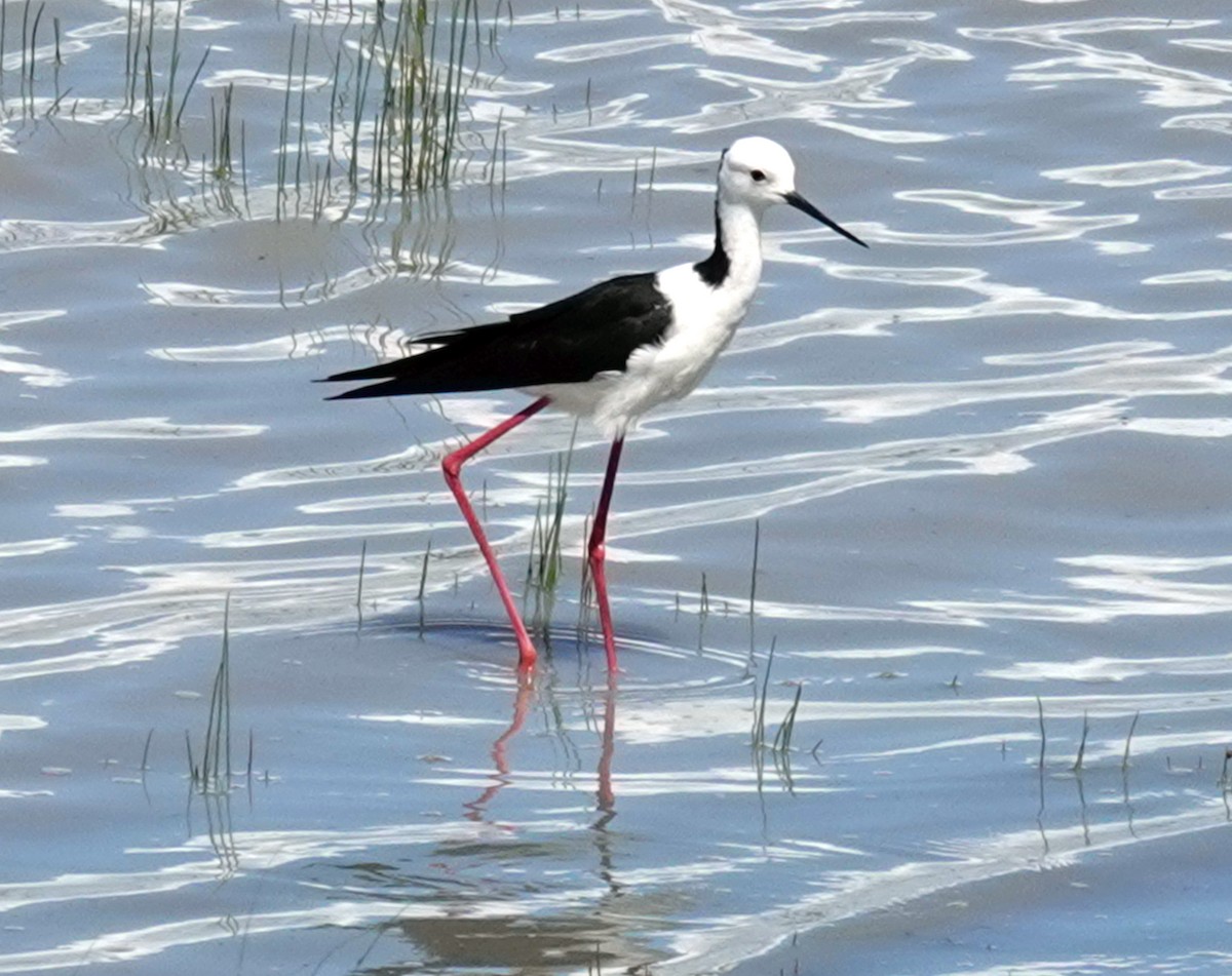 Pied Stilt - ML644401493