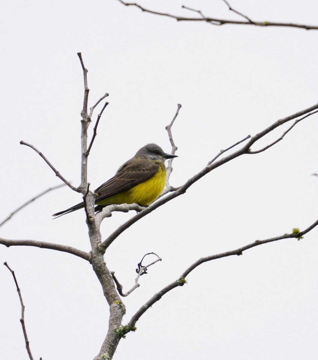 tropekongetyrann - ML644401494