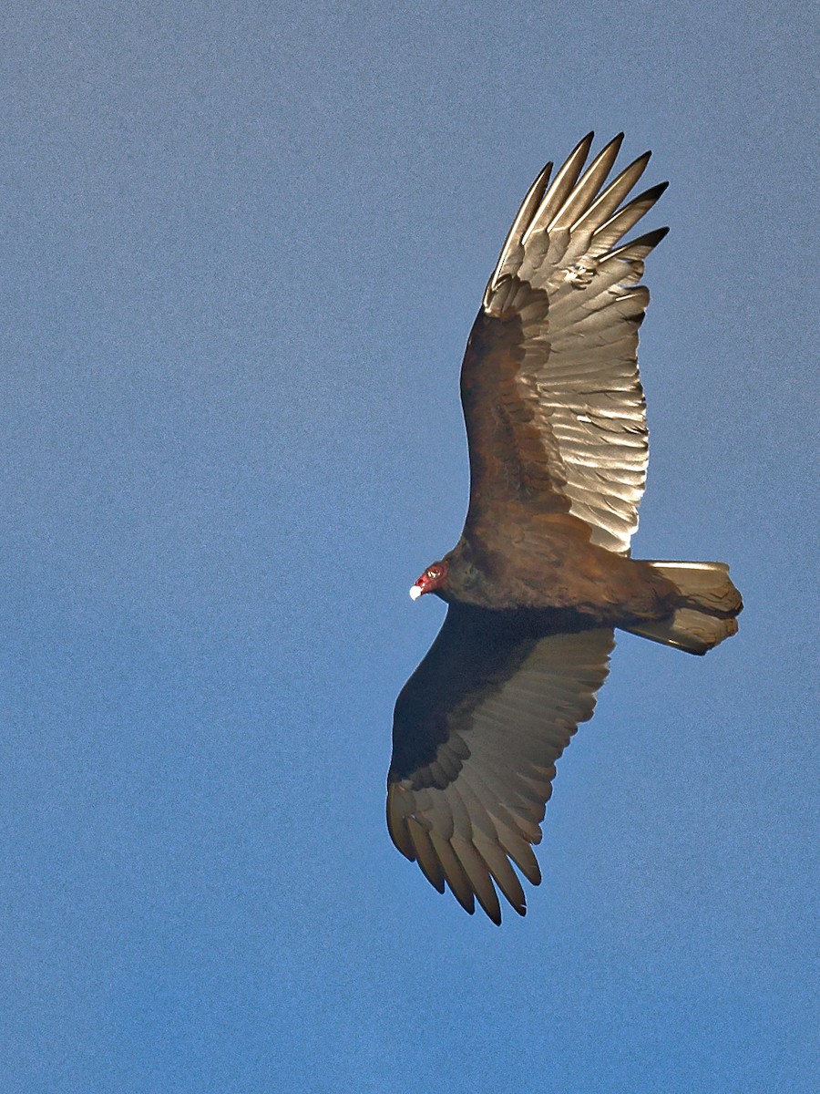 Turkey Vulture - ML644401496