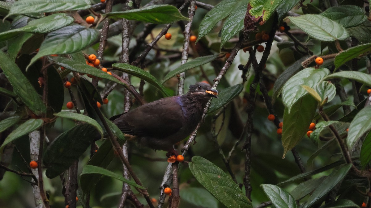 Ametist Esmer Kumrusu - ML644401502