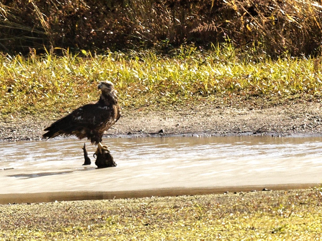 Белоголовый орлан - ML644401503