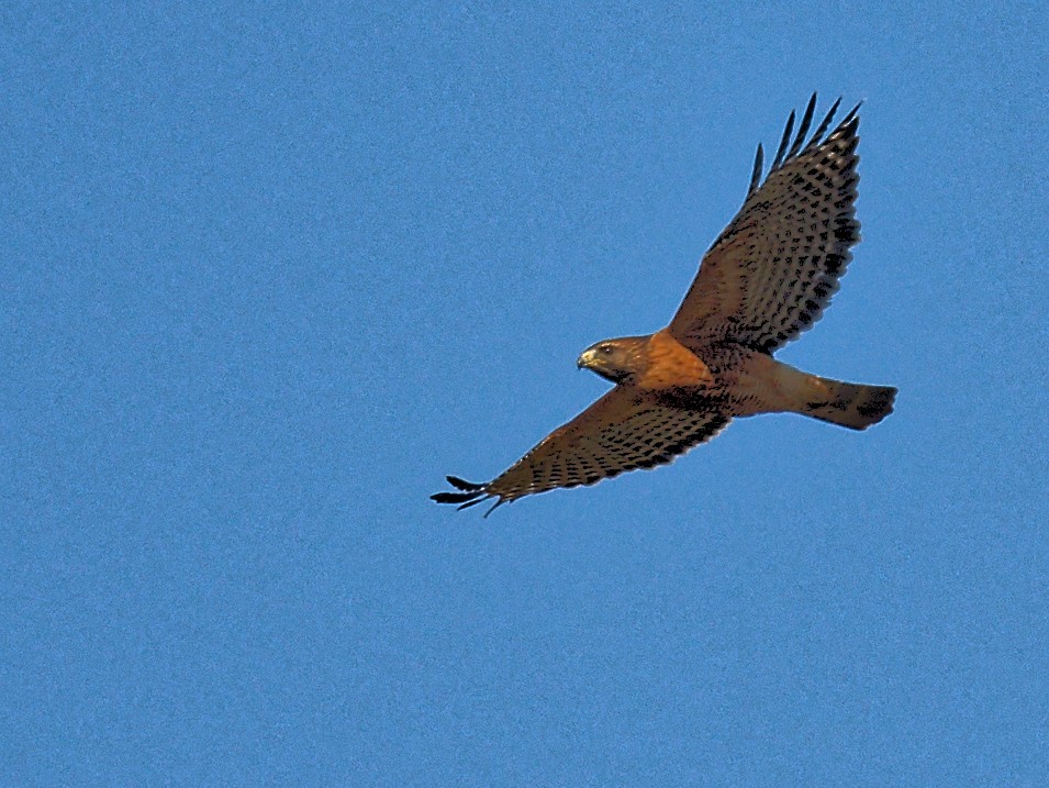 Red-shouldered Hawk - ML644401514