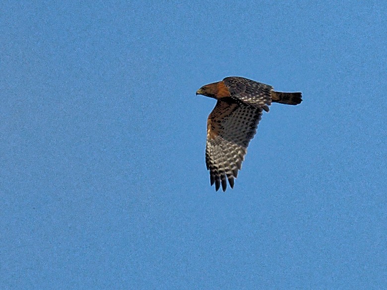 Red-shouldered Hawk - ML644401515