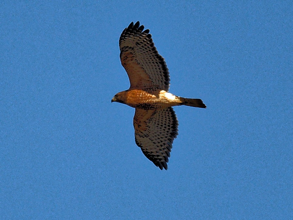Red-shouldered Hawk - ML644401516