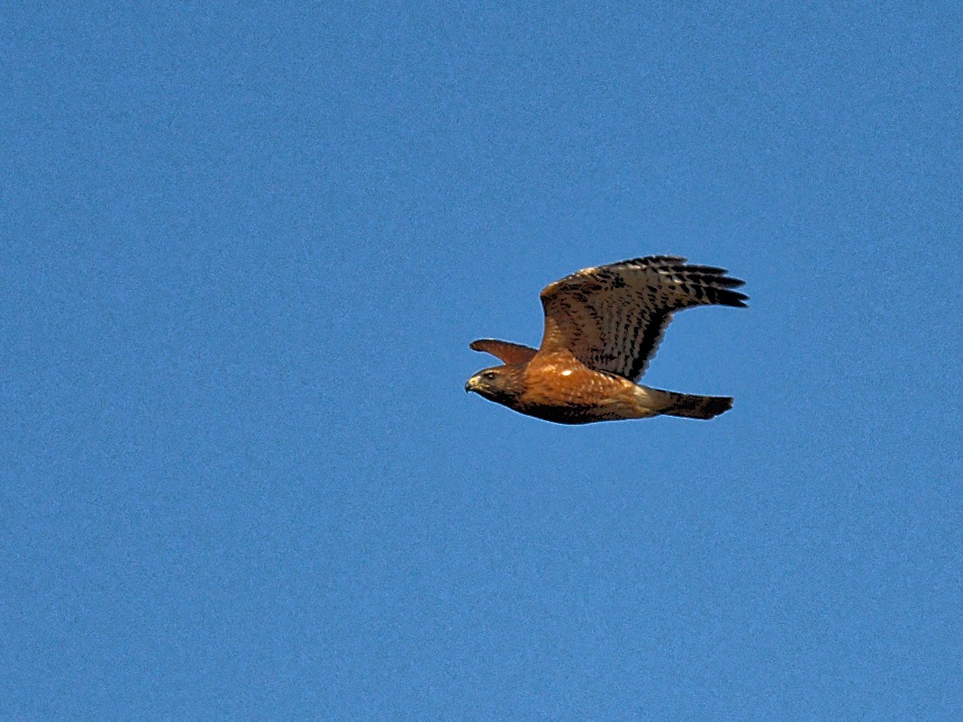 Red-shouldered Hawk - ML644401517