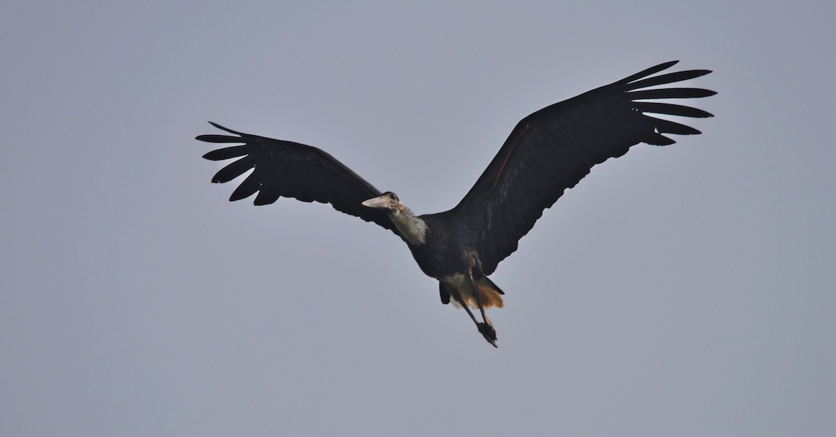 Asian Woolly-necked Stork - ML644401518