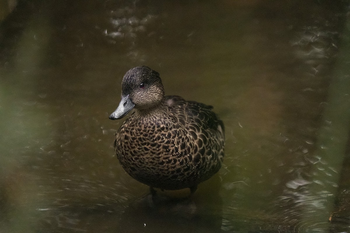 Chestnut Teal - ML644401519