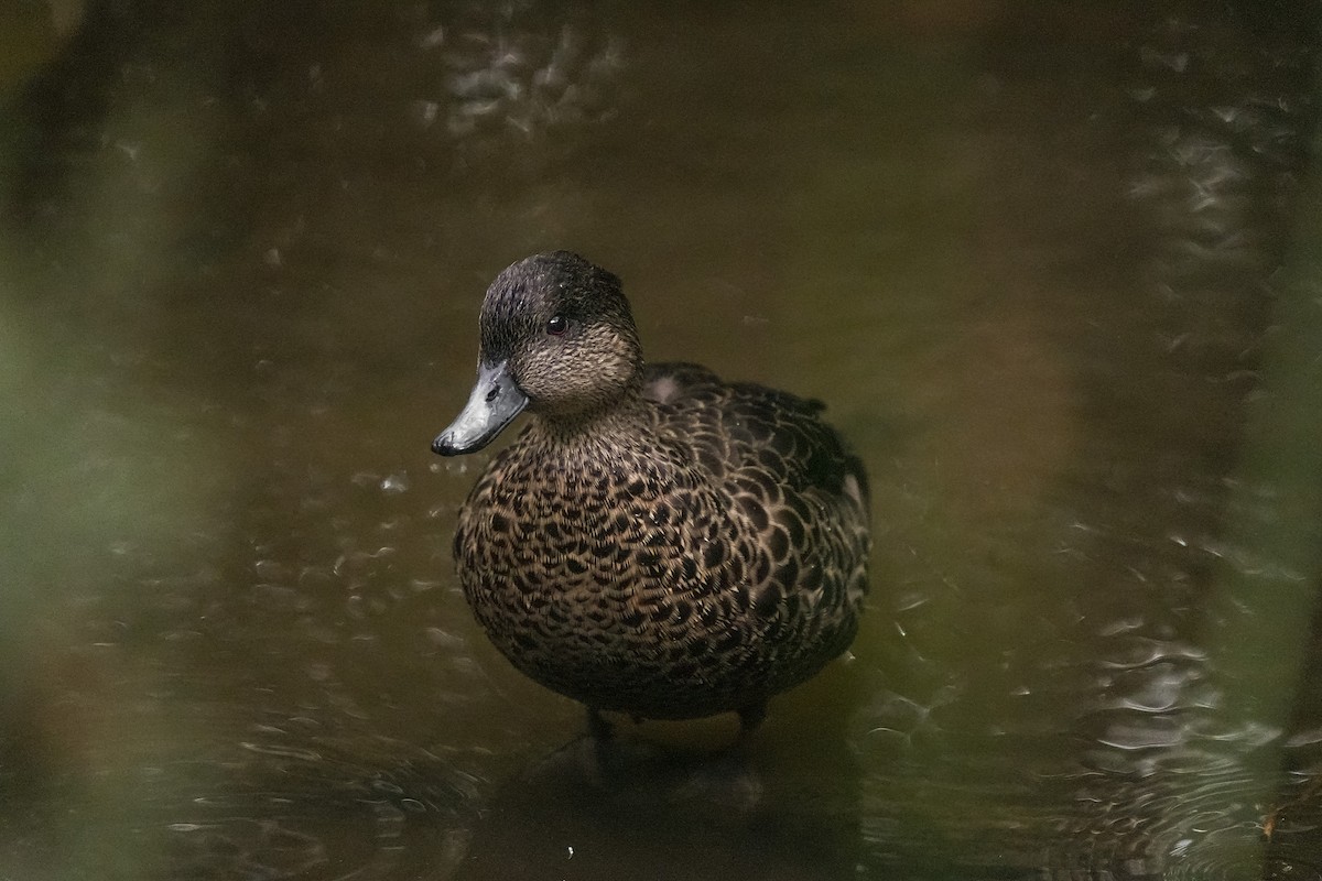 Chestnut Teal - ML644401520