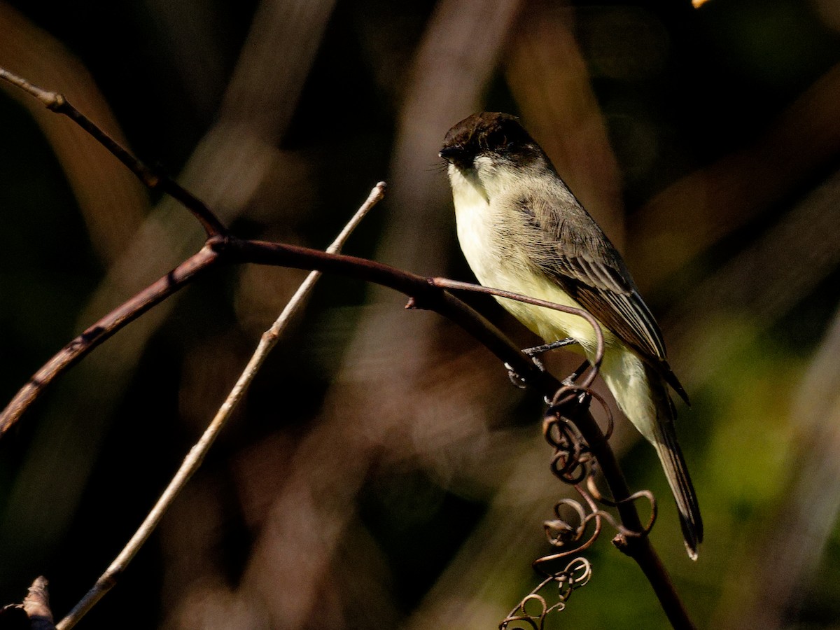 Eastern Phoebe - ML644401522