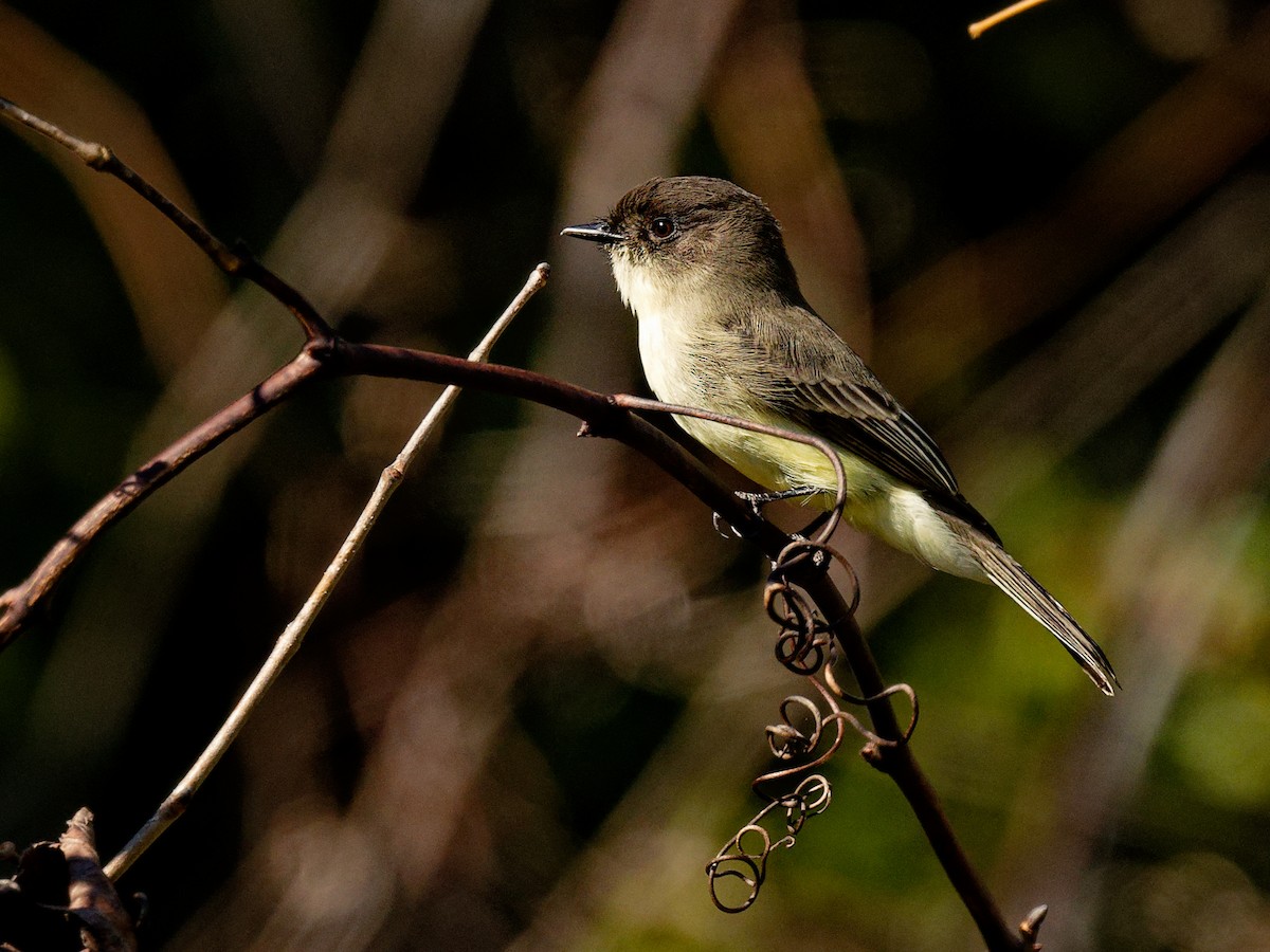 Eastern Phoebe - ML644401523
