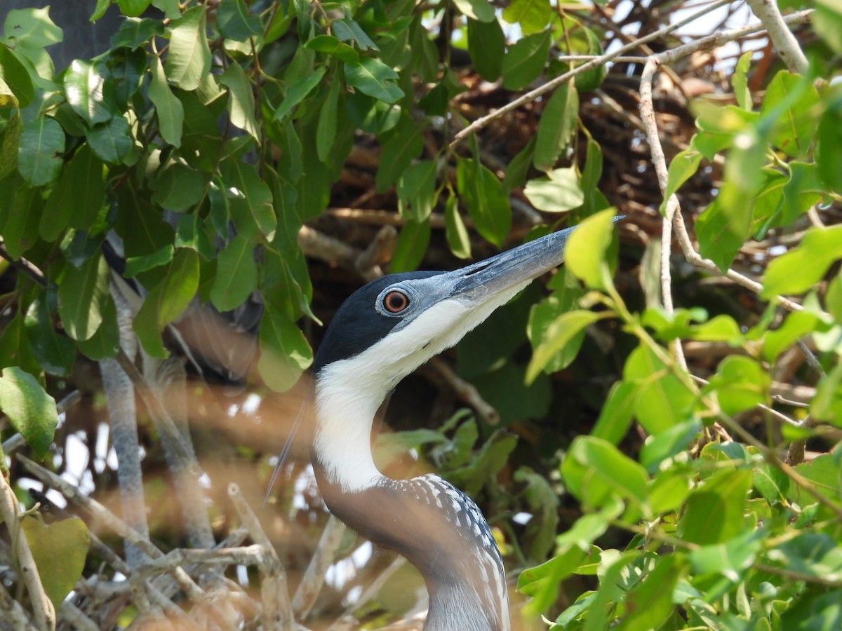 Black-headed Heron - ML644401524