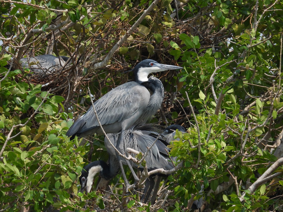 Black-headed Heron - ML644401525