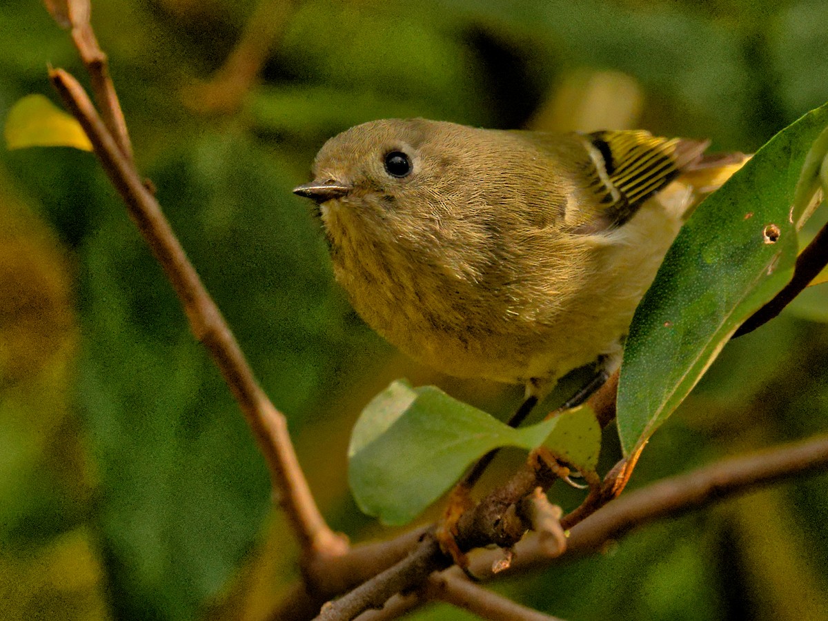 Ruby-crowned Kinglet - ML644401533