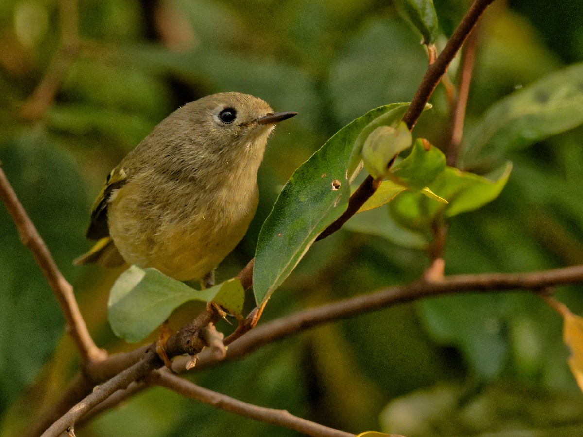 Ruby-crowned Kinglet - ML644401534
