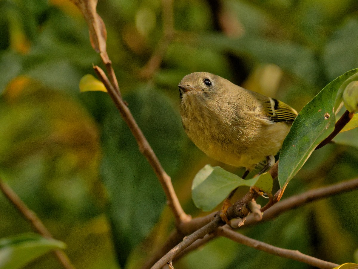 Ruby-crowned Kinglet - ML644401535