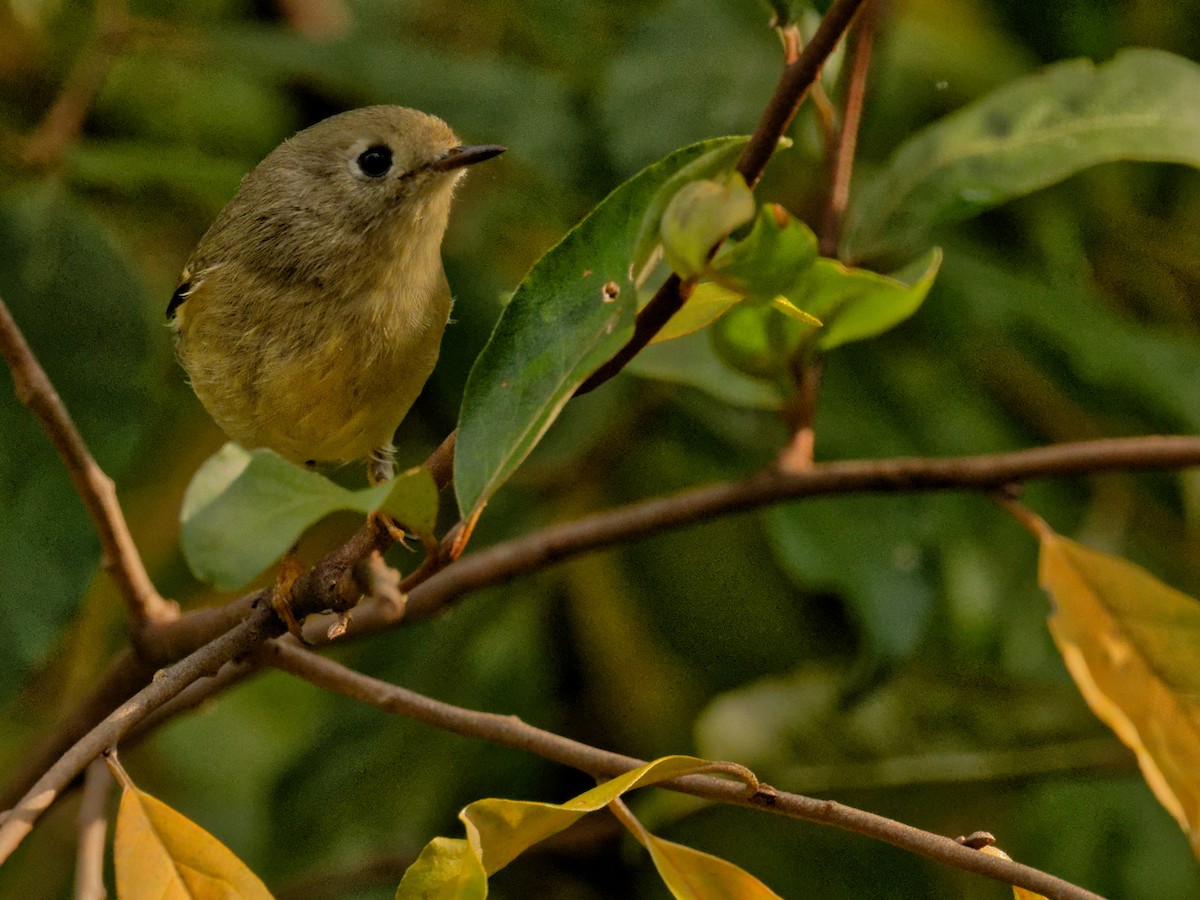 Ruby-crowned Kinglet - ML644401536