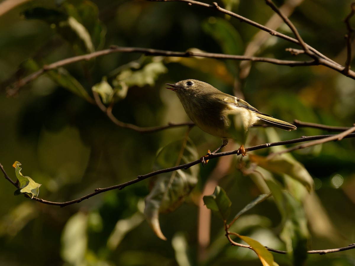Ruby-crowned Kinglet - ML644401537