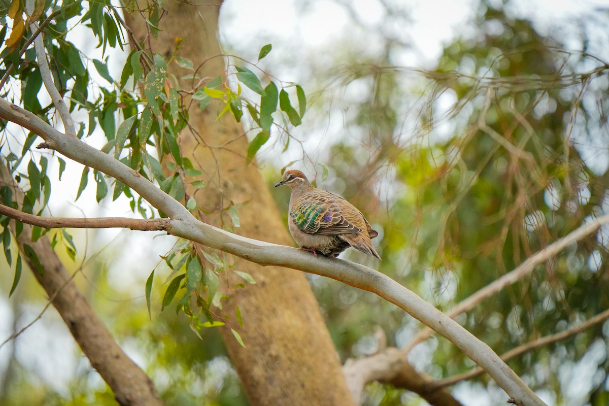 Common Bronzewing - ML644401539