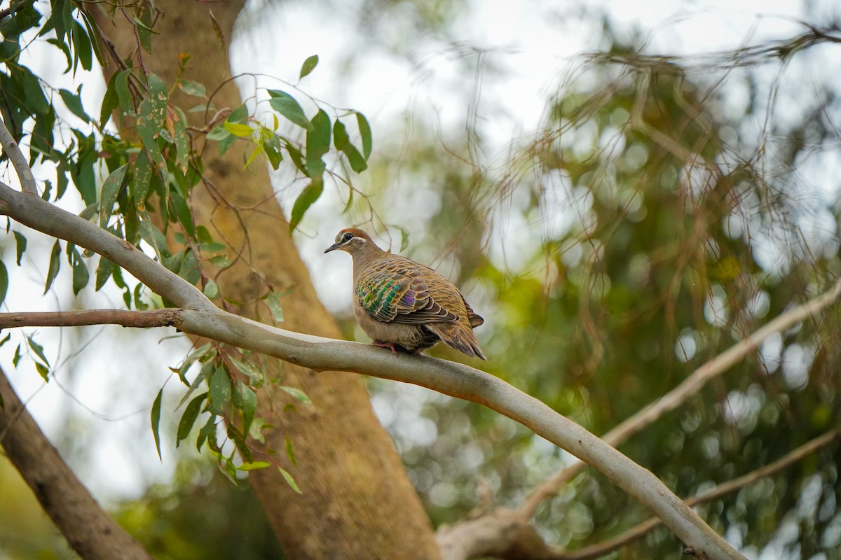 Common Bronzewing - ML644401540