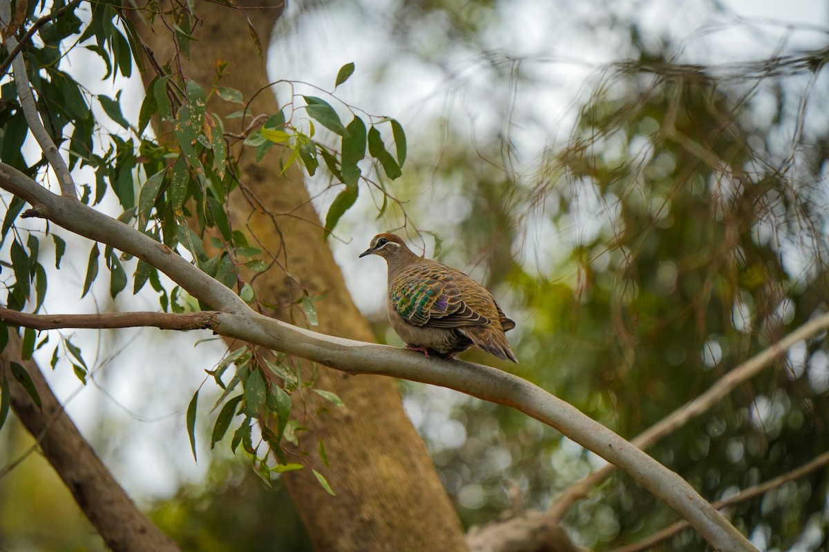 Common Bronzewing - ML644401541