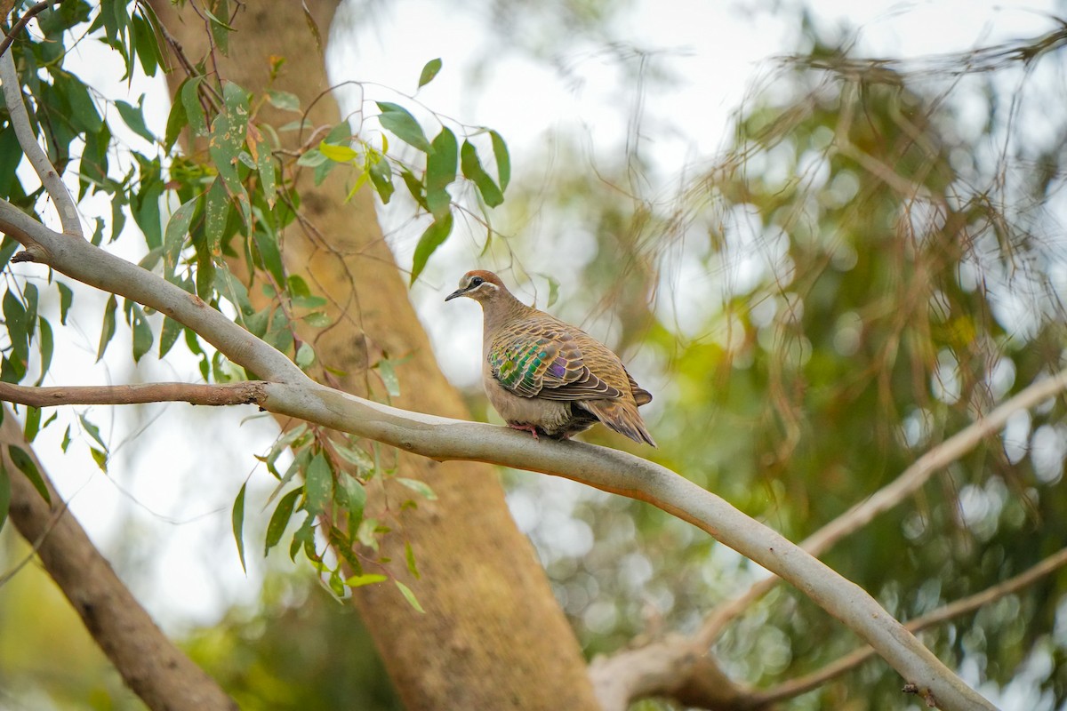 Common Bronzewing - ML644401542
