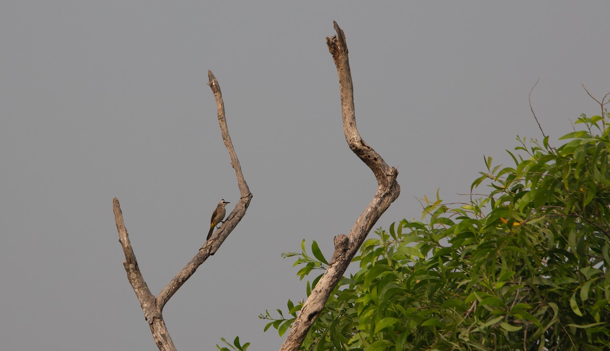 Yellow-vented Bulbul - ML644401543