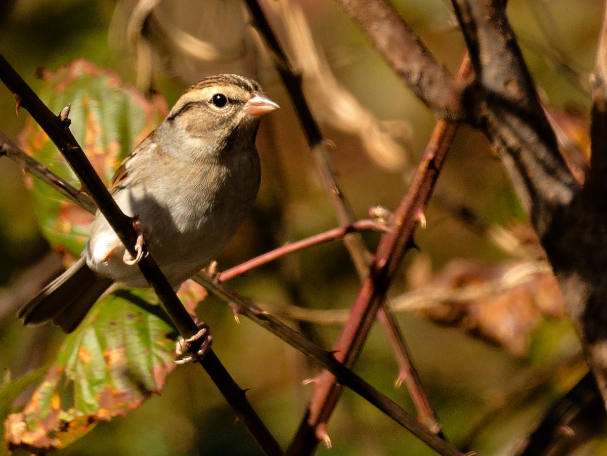 Chipping Sparrow - ML644401547