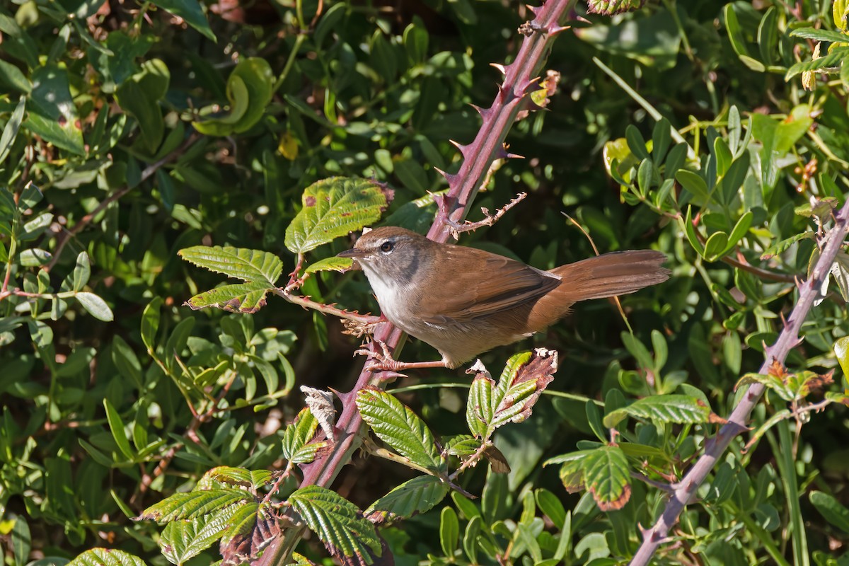 Seidensänger - ML644401553