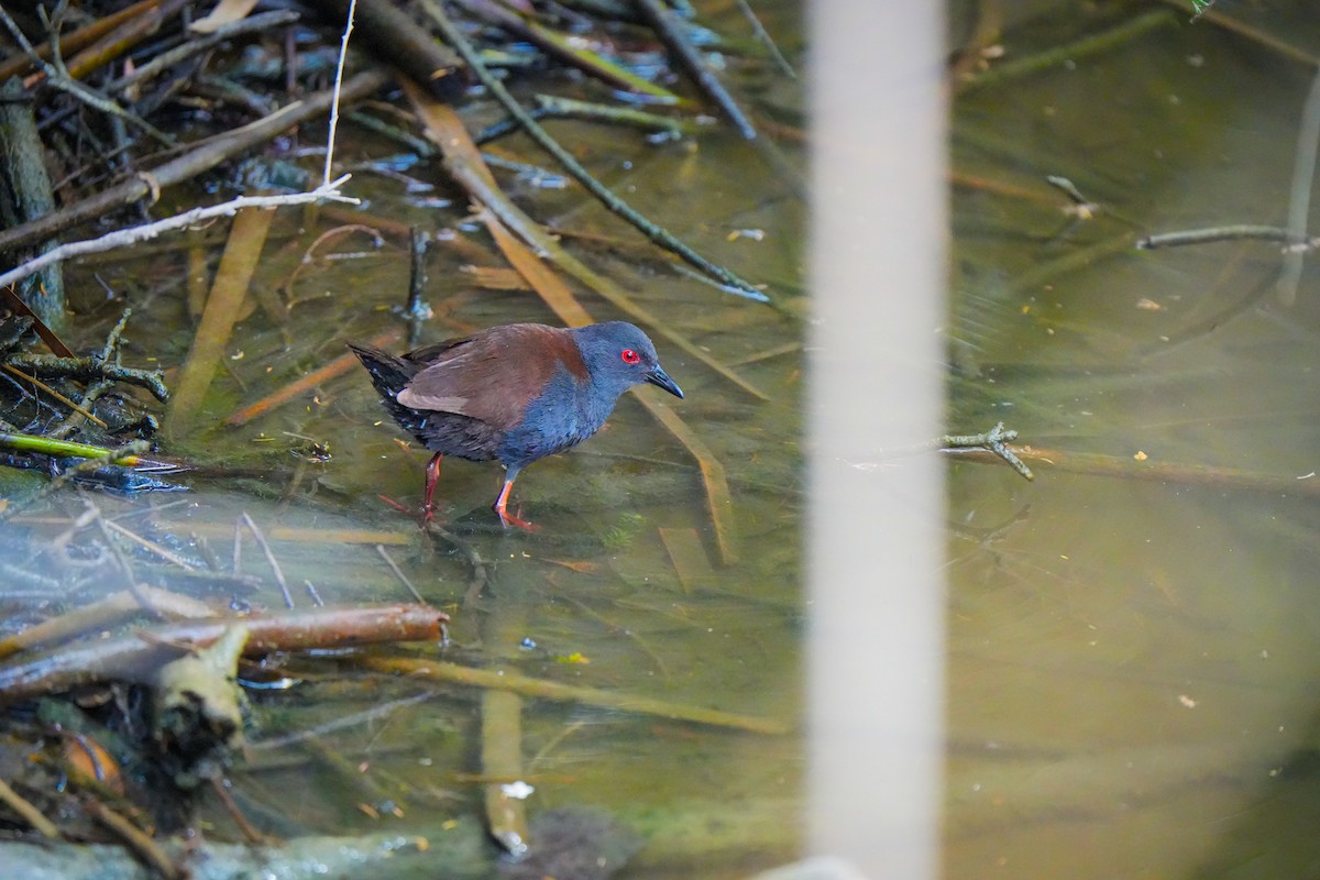 Spotless Crake - ML644401554