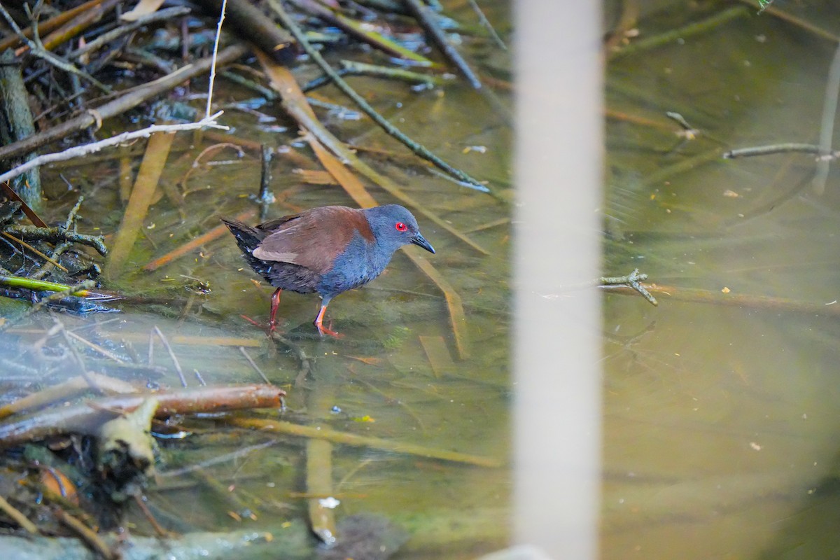 Spotless Crake - ML644401555