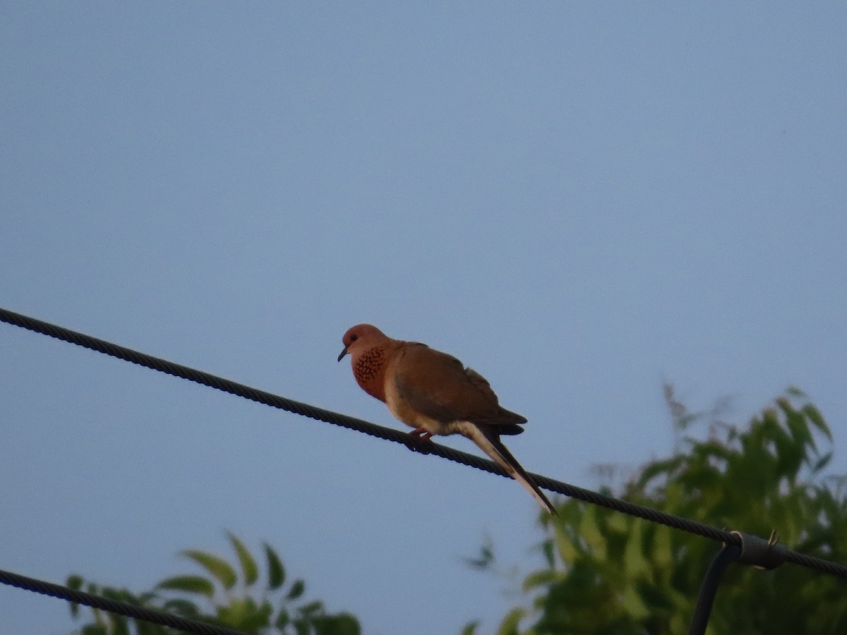 Малая горлица - ML644401557