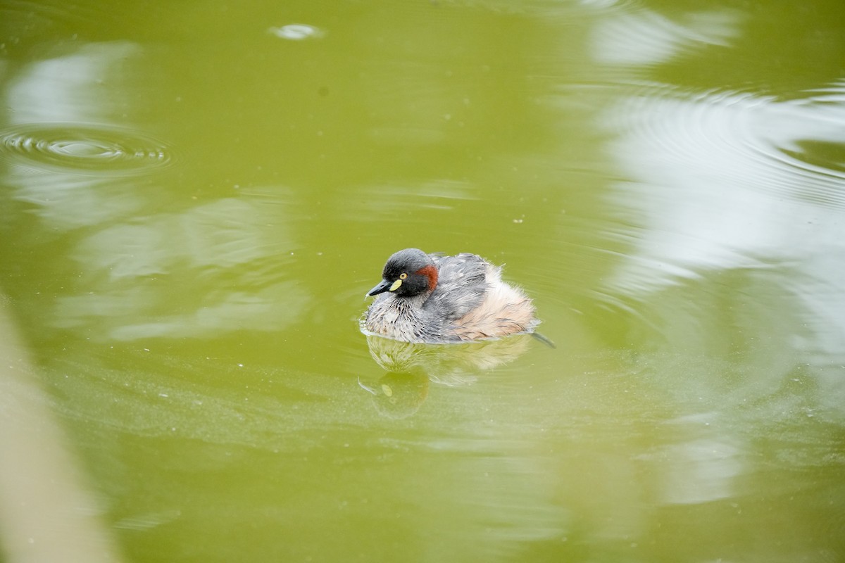 Australasian Grebe - ML644401559