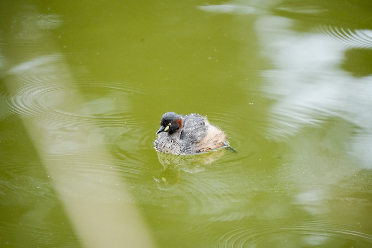 Australasian Grebe - ML644401560