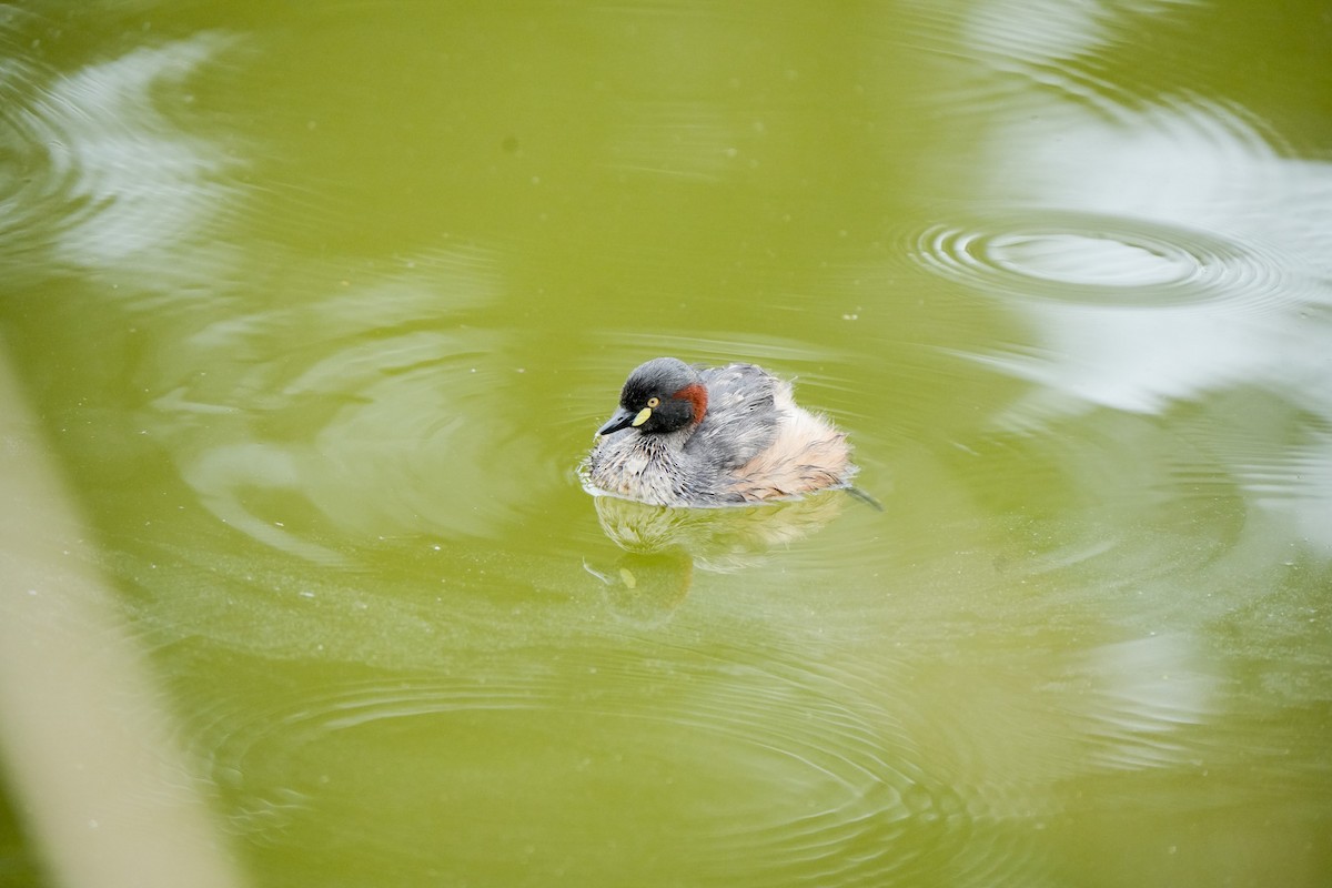 Australasian Grebe - ML644401561