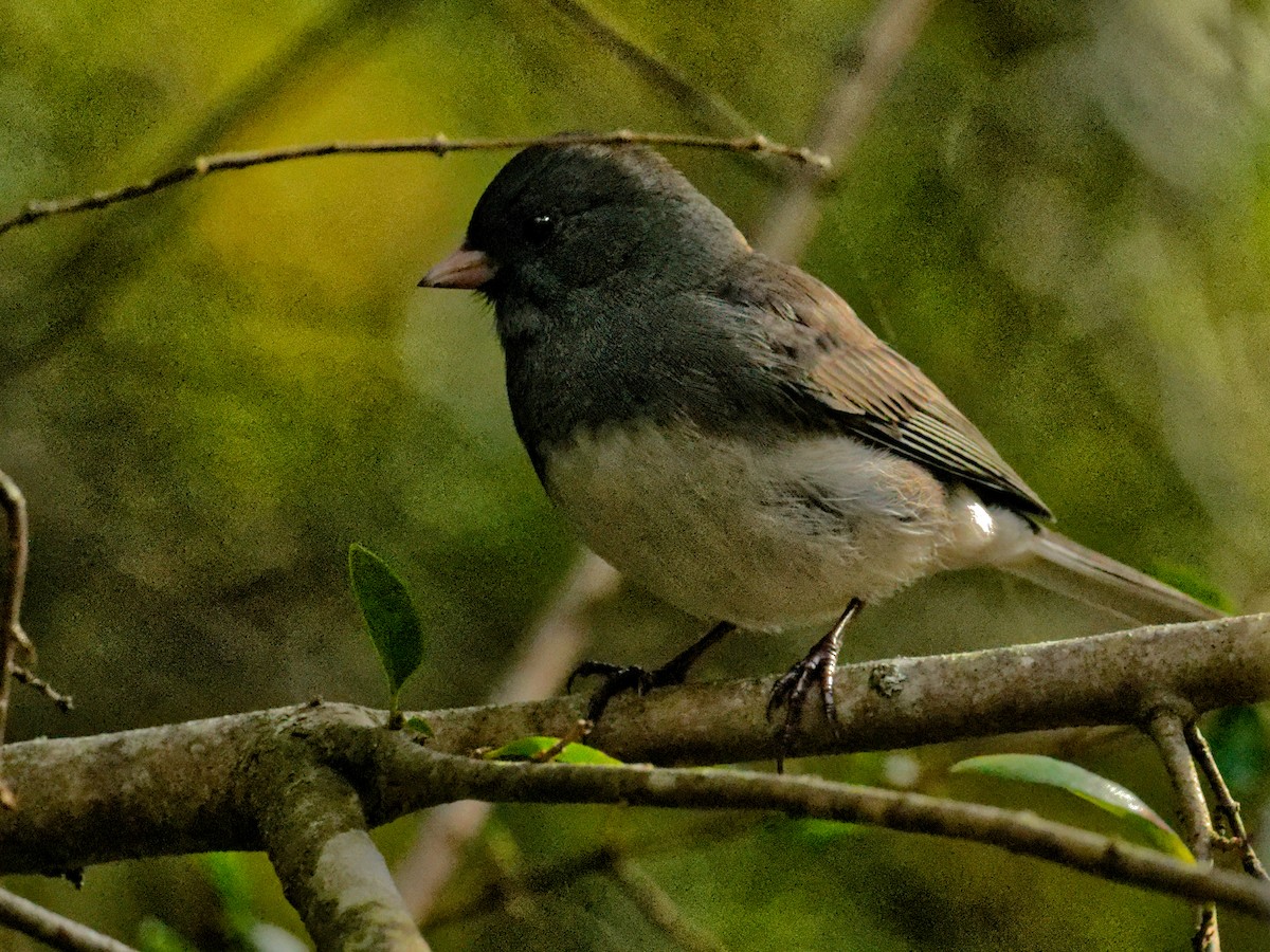 Dark-eyed Junco - ML644401562