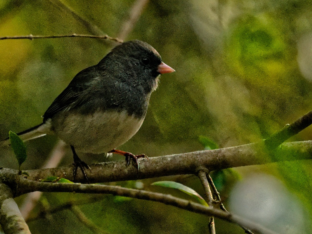 Dark-eyed Junco - ML644401563
