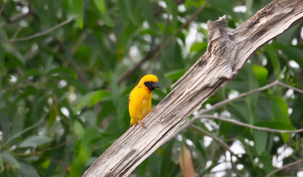 Ткачик золоточеревий - ML644401564