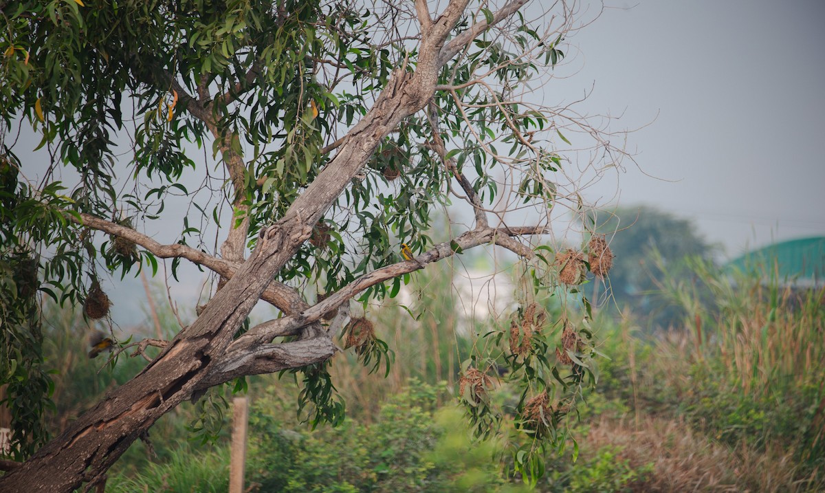 Ткачик золоточеревий - ML644401565