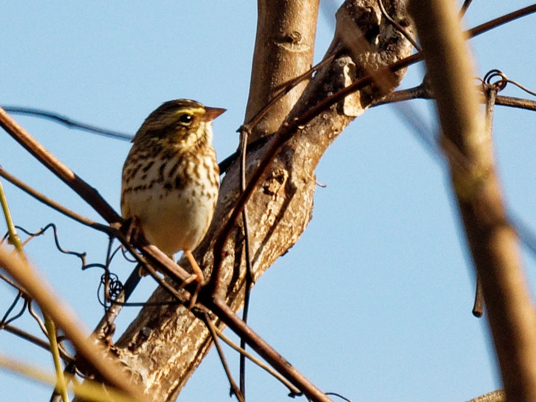 Savannah Sparrow - ML644401567