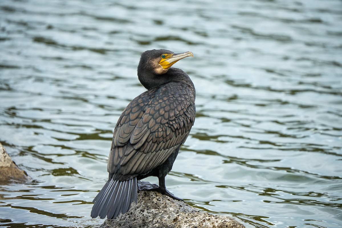 storskarv - ML644401568