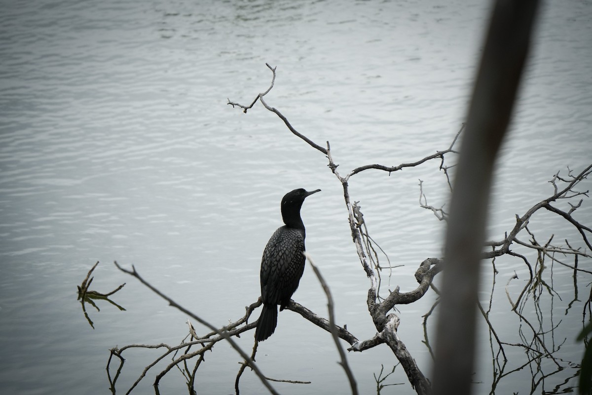 lagfiskeskarv - ML644401571