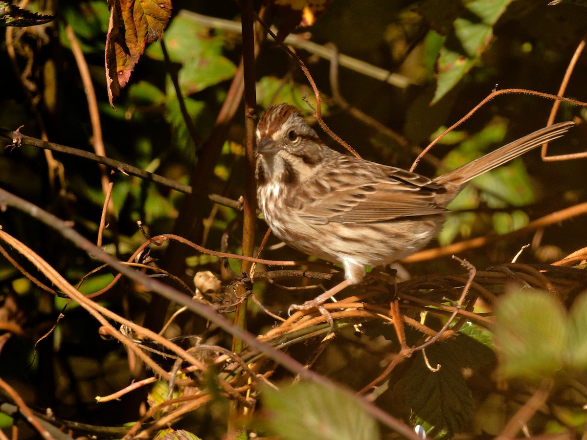 Song Sparrow - ML644401574