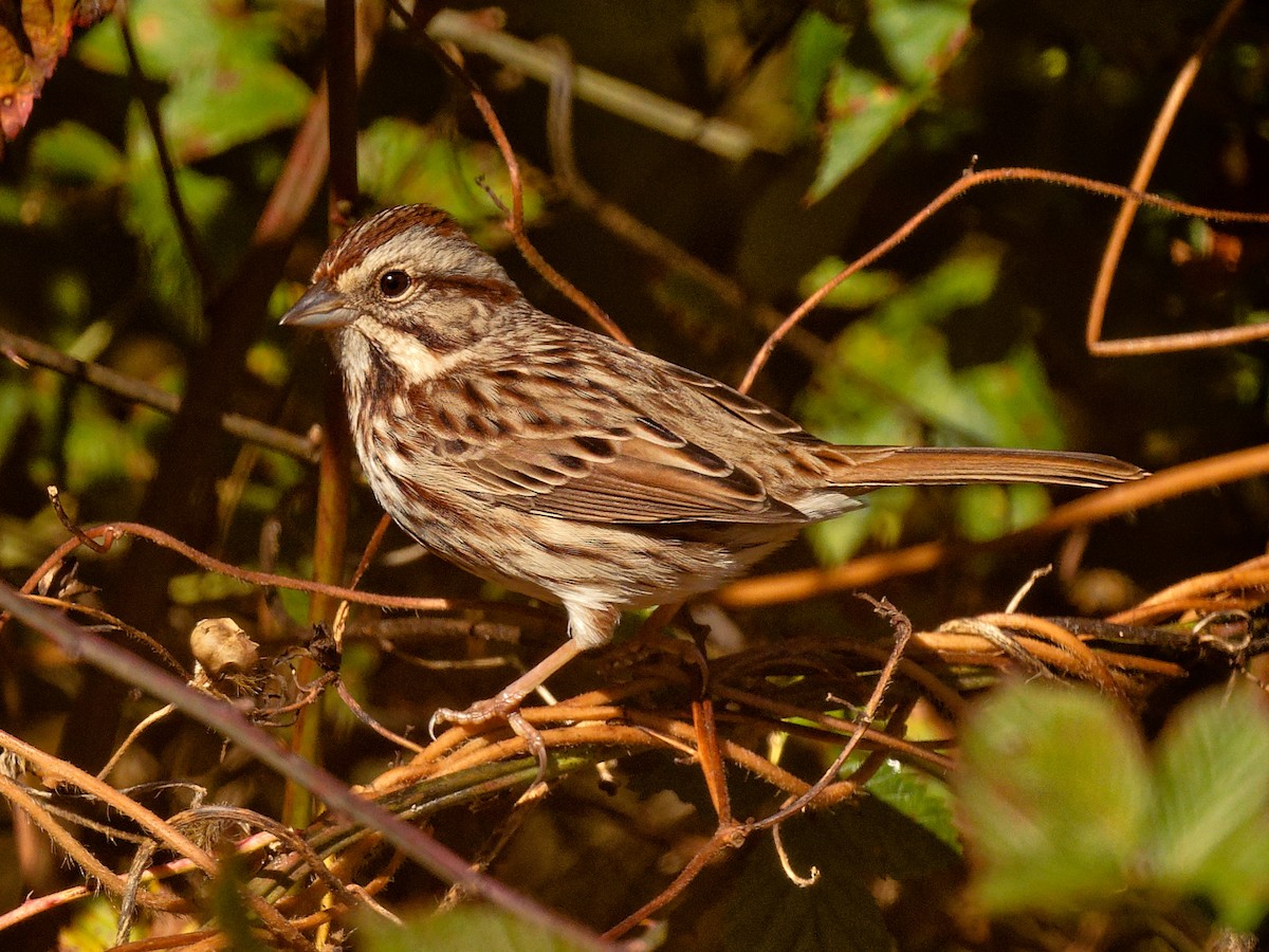 Song Sparrow - ML644401575