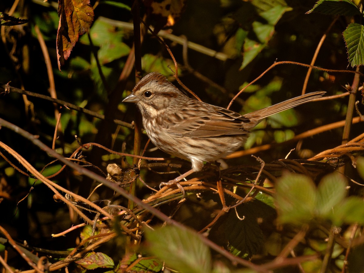 Song Sparrow - ML644401576