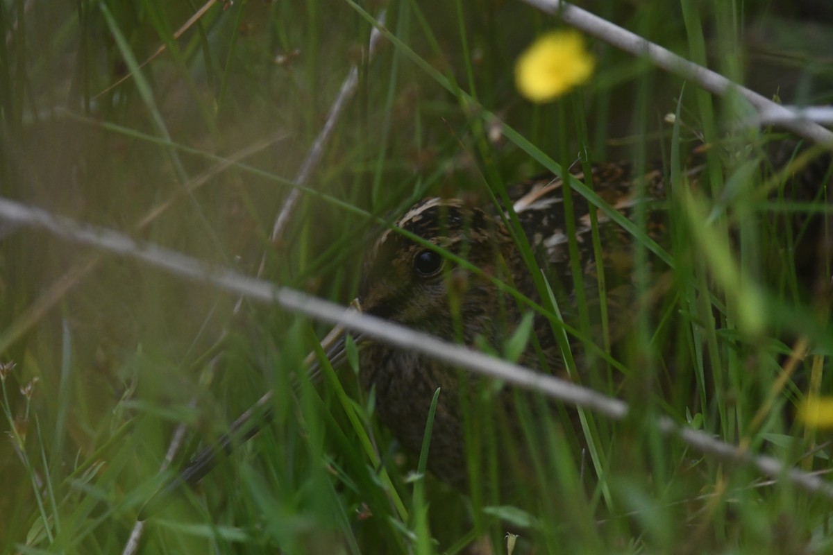 Шөвгөн хараалж - ML644401580