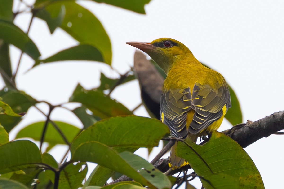 זהבן הודי - ML644401601