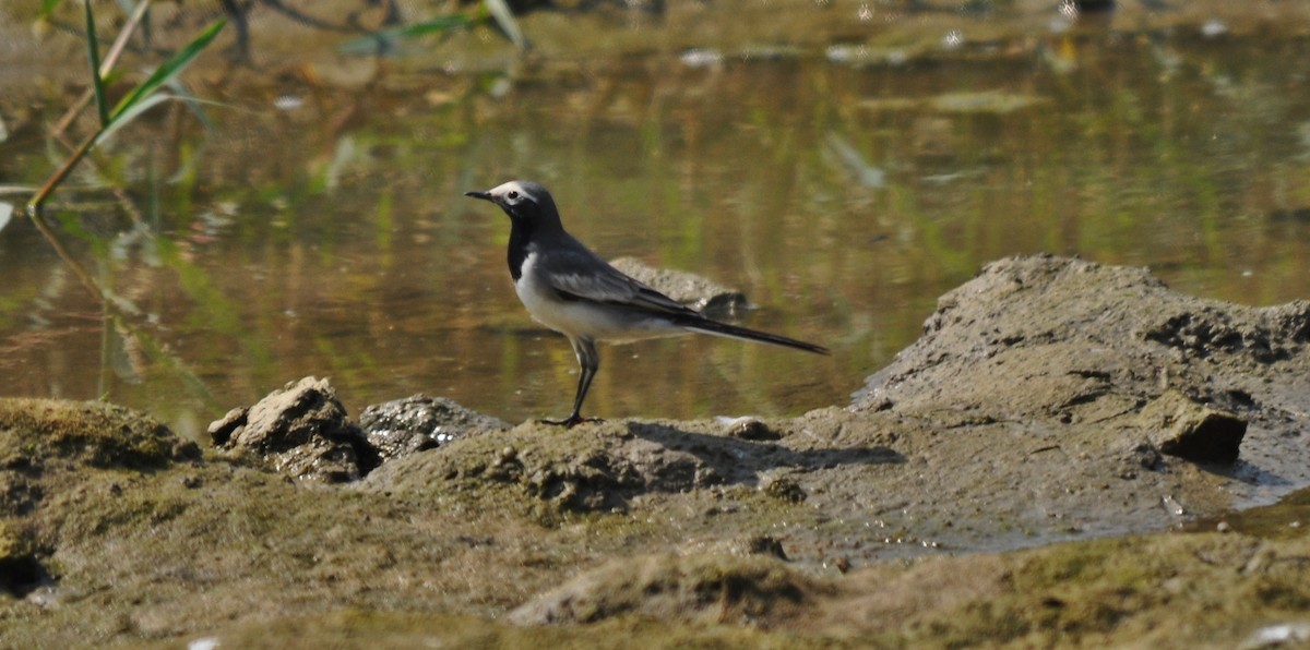 Bachstelze - ML644401605