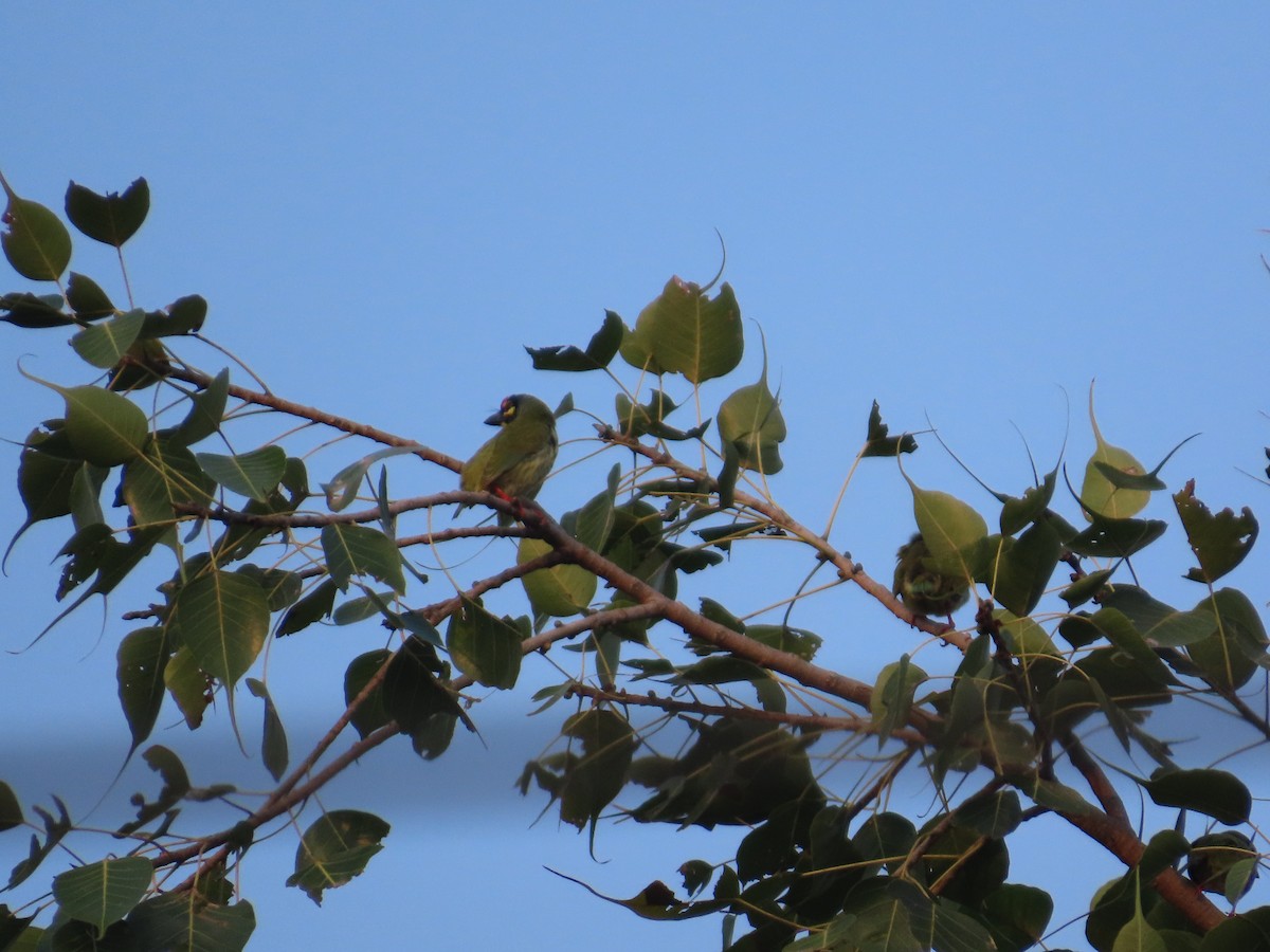 Barbu à plastron rouge - ML644401614