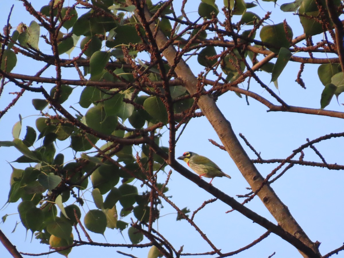 Barbu à plastron rouge - ML644401617